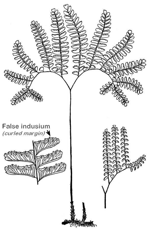 Adiantum pedatum - Northern Maidenhair fern