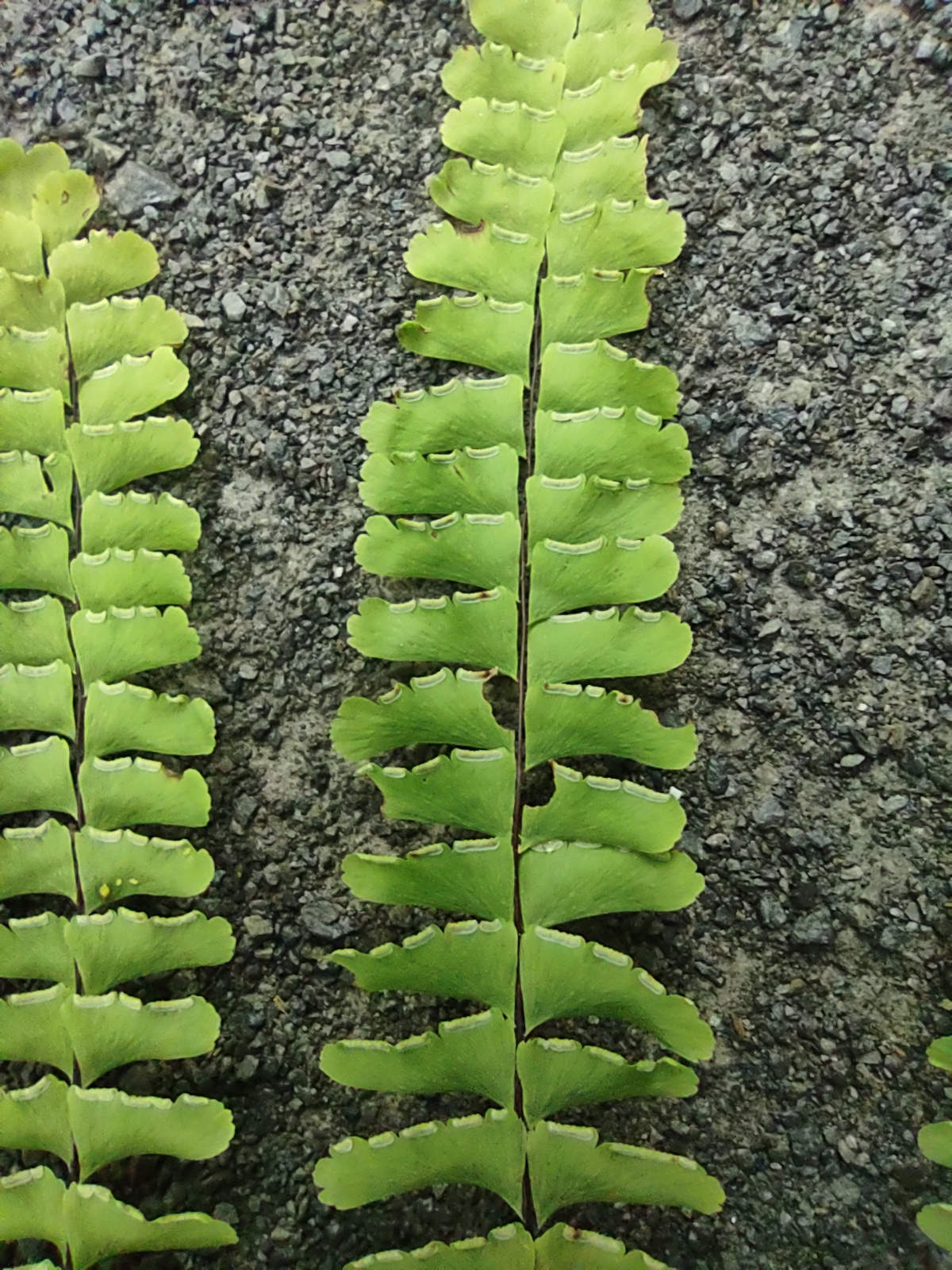 Reflexed indusium of Adiantum pedatum