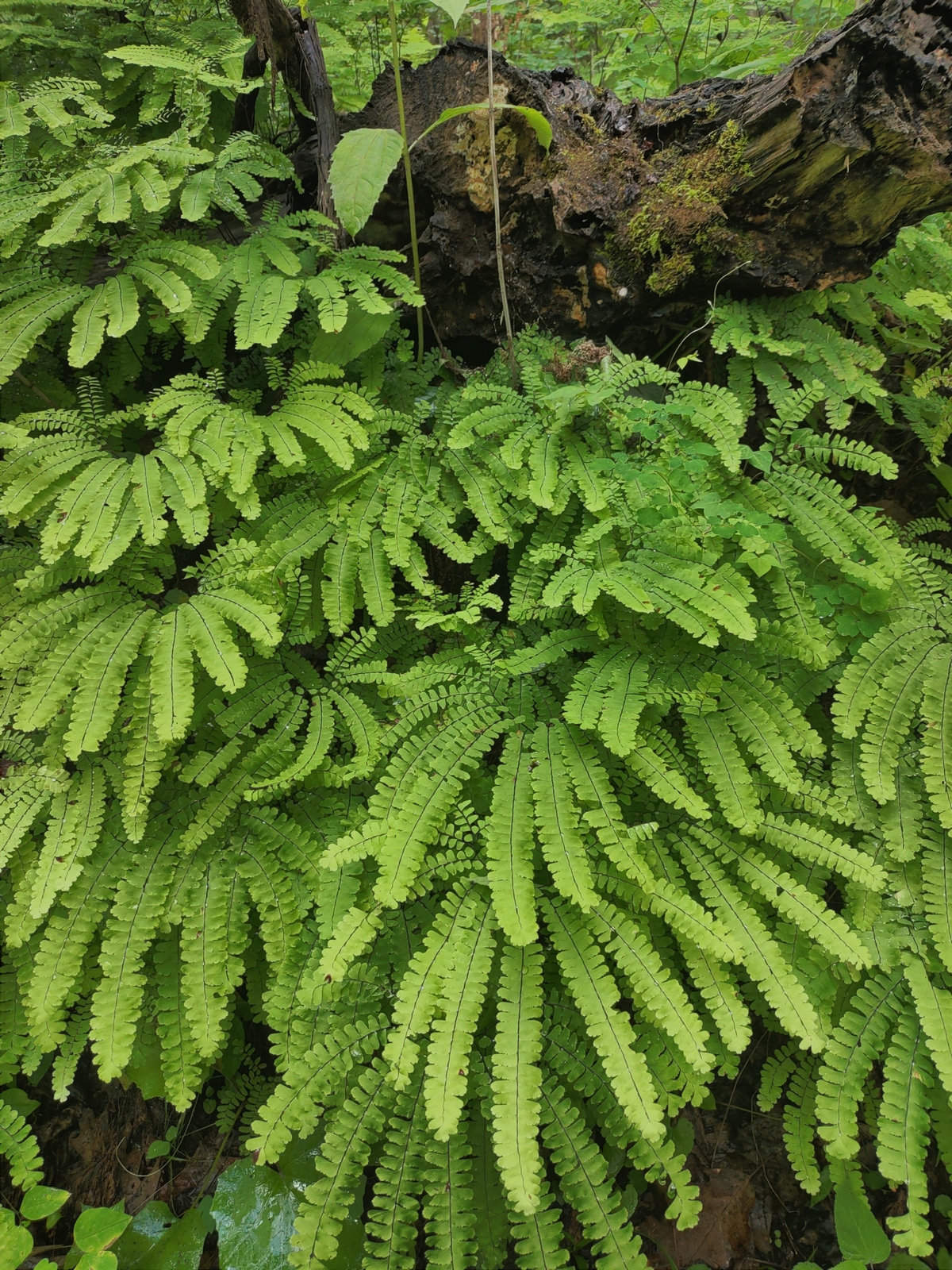 Adiantum pedatum in a woodland setting