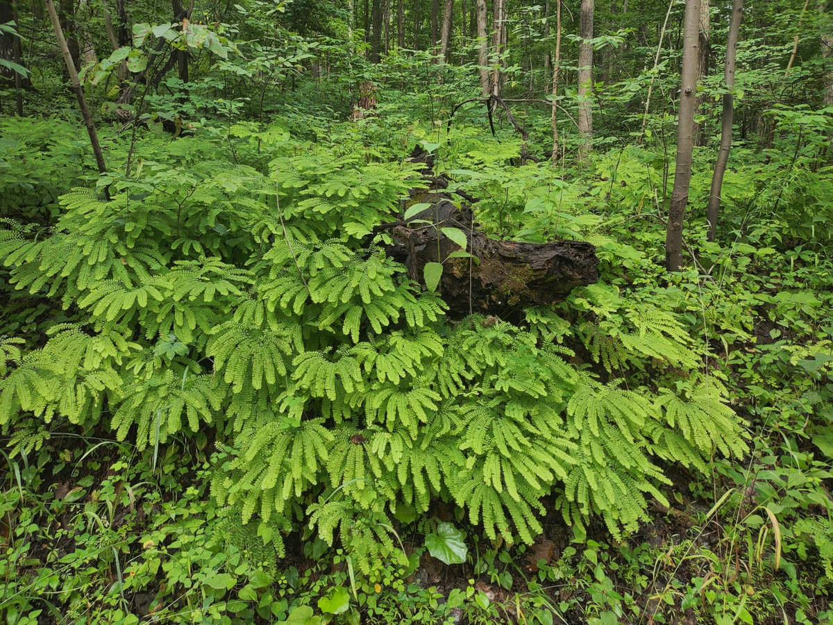 Adiantum pedatum in a woodland setting