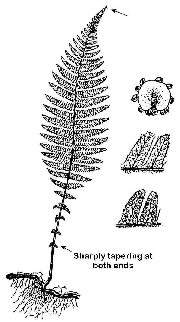 New York fern