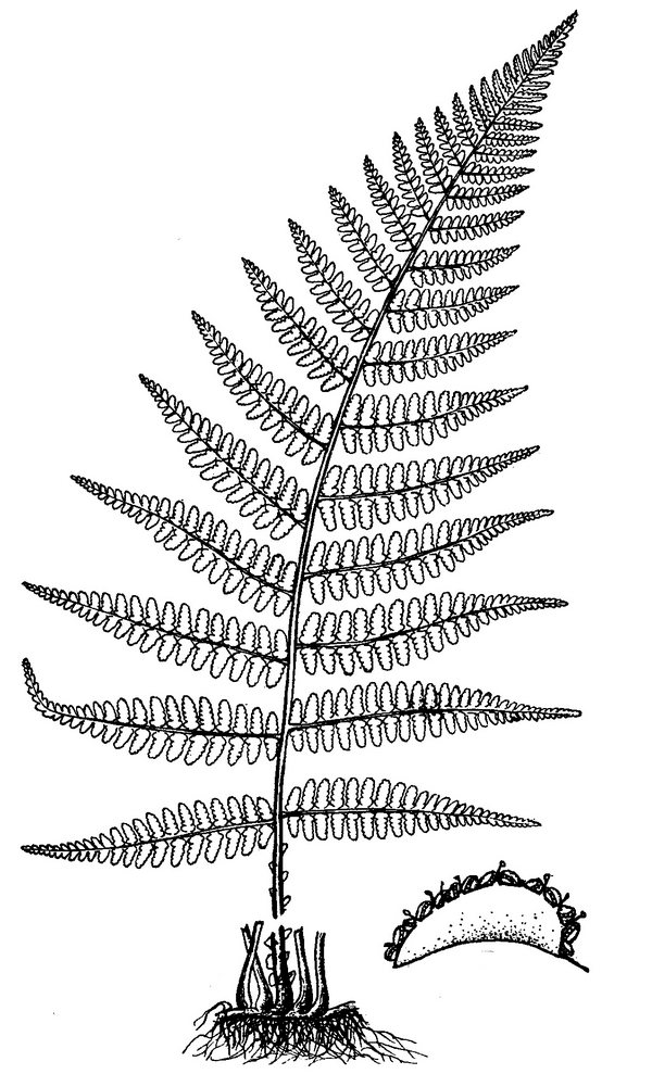 Athyrium asplenioides - Southern Lady-fern