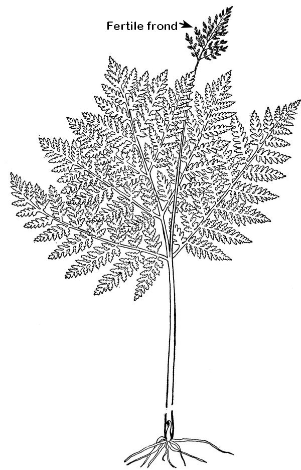 Botrypus virginianus - Rattlesnake Grape fern