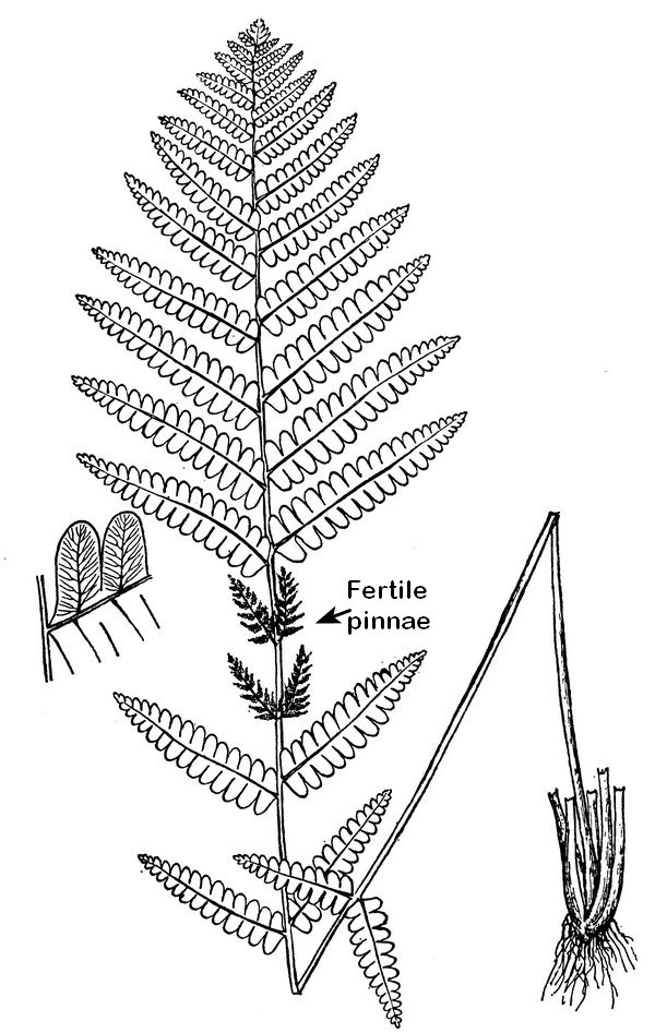 Claytosmunda claytoniana - Interrupted fern