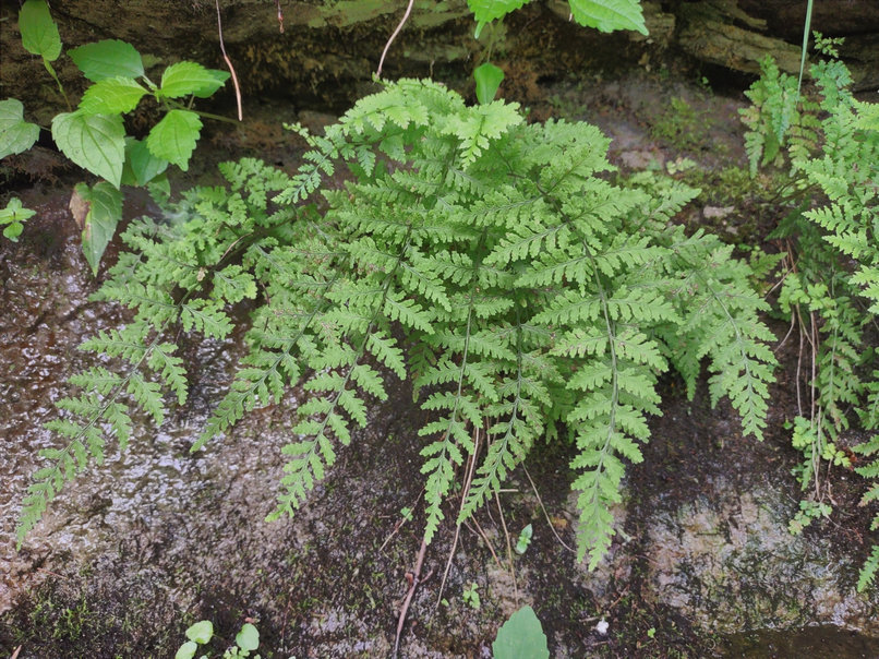 Cystopteris tennesseensis - Tennessee Fragile fern
