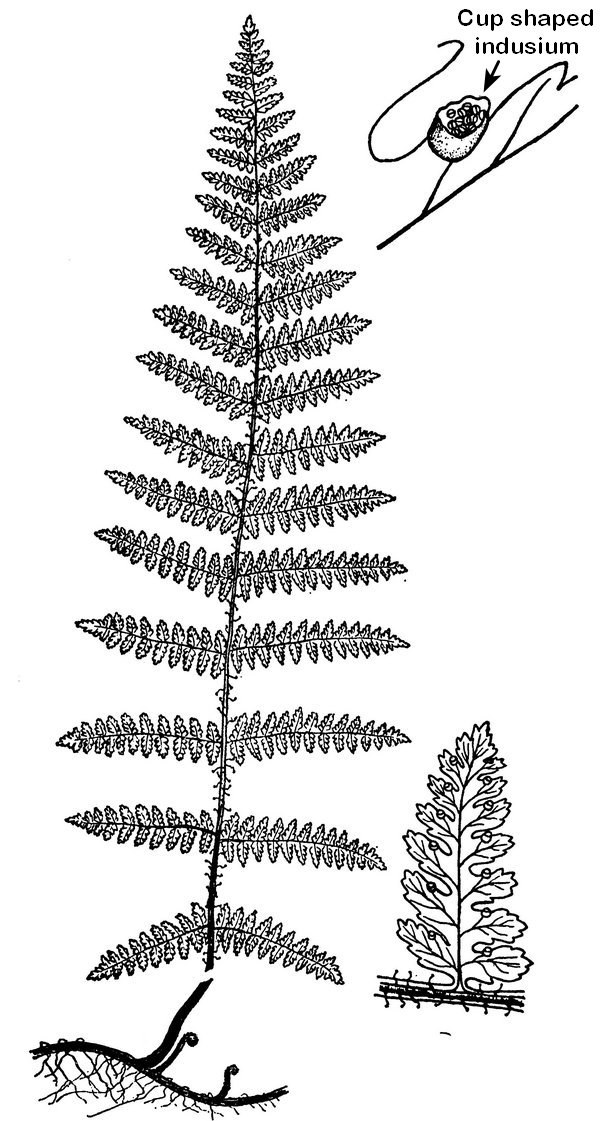 Dennstaedtia punctilobula - Hayscented fern