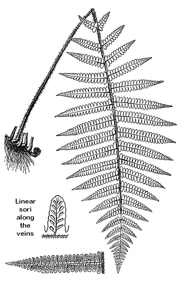 Deparia acrostichoides - Silvery Glade fern