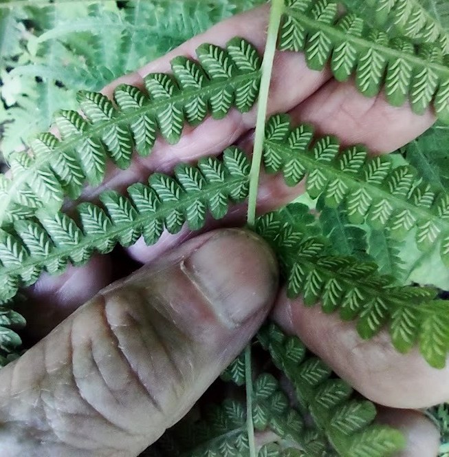 Deparia acrostichoides indusia