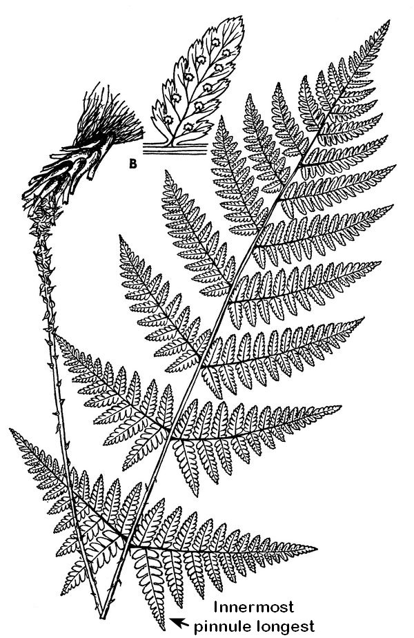 Dryopteris carthusiana - Spinulose Wood fern