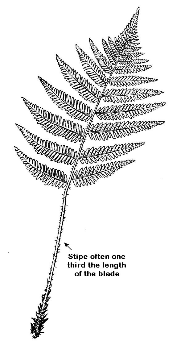 Goldie's Wood fern - Dryopteris goldieana