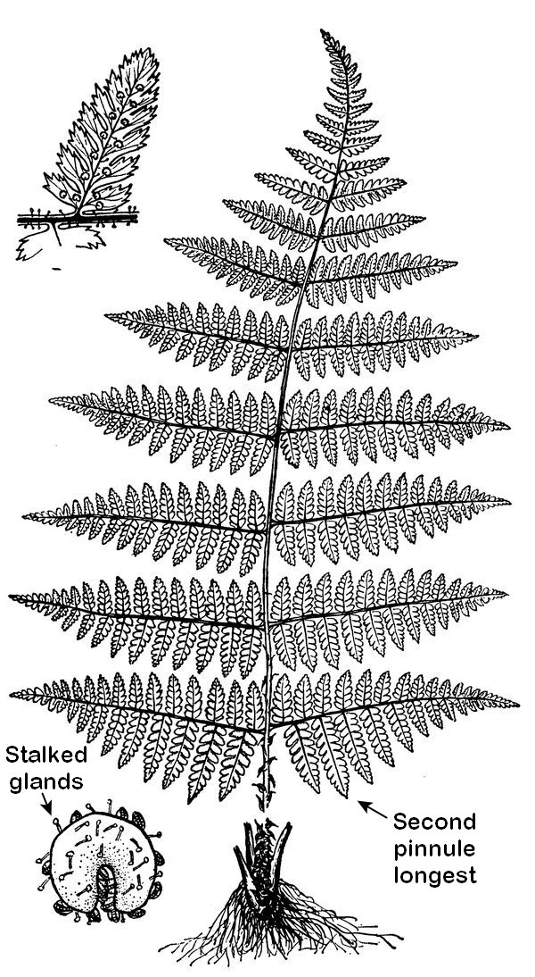 Drypopteris intermedia - Evergreen Wood fern