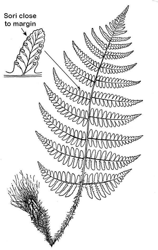 Dryopteris marginalis - Marginal Wood fern