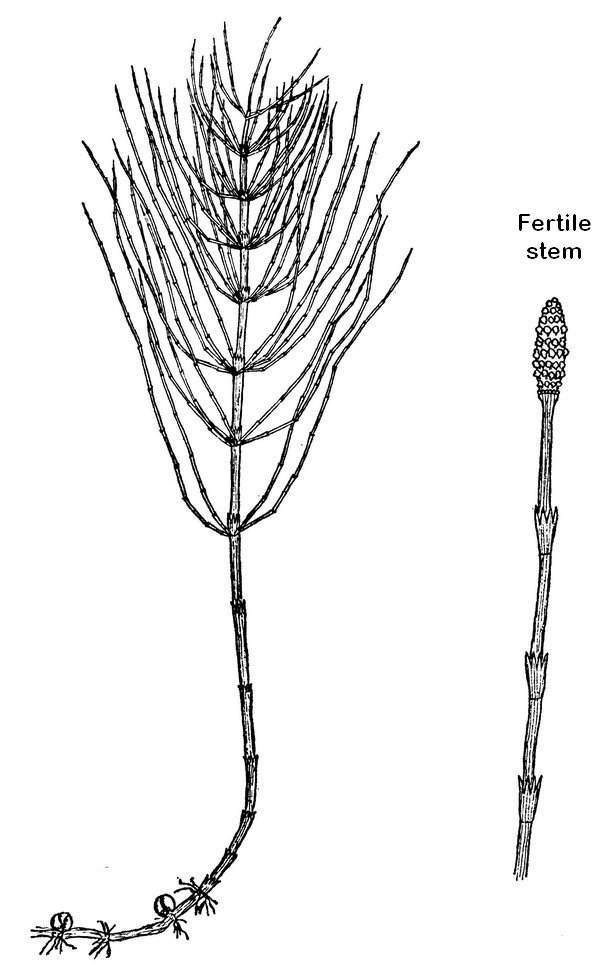 Equisetum arvense - Common Horsetail