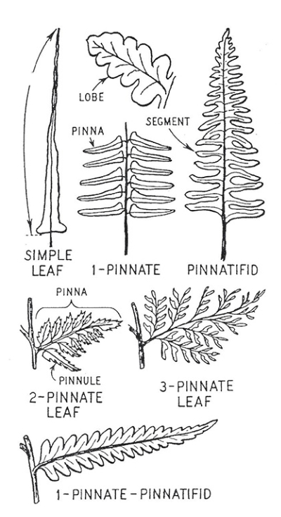 fern_shapes-hardy-ferns.org