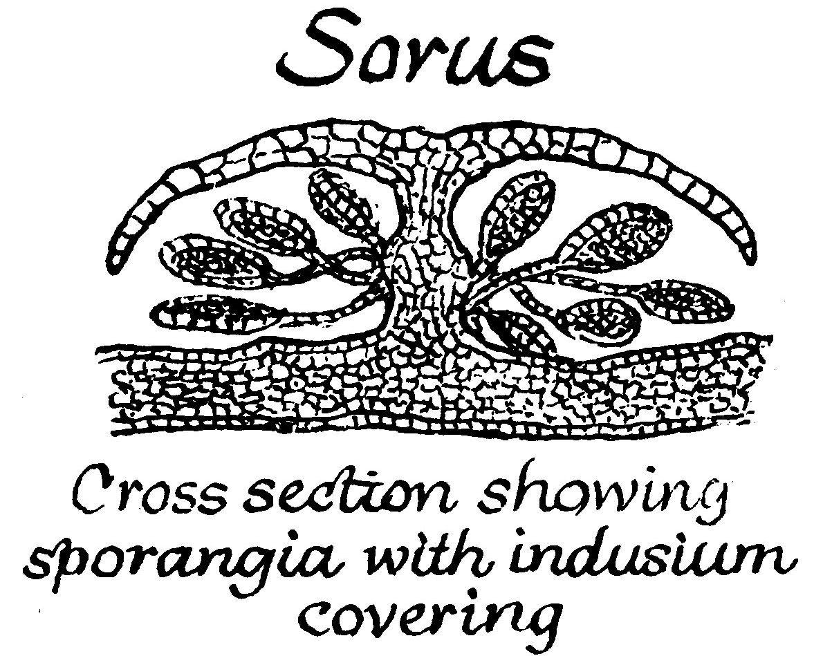 Sorus