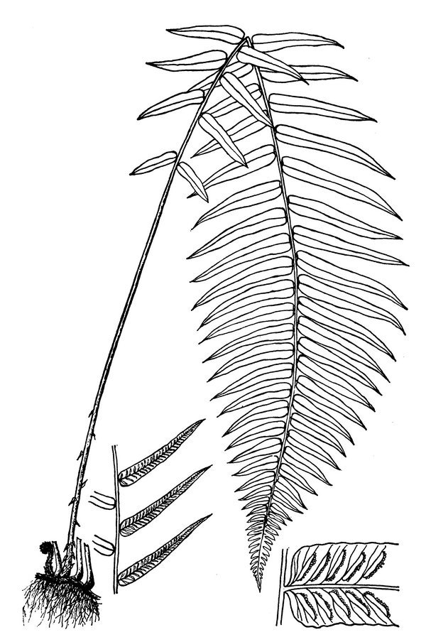 Homalosorus pycnocarpos - Narrow-leaved Glade fern