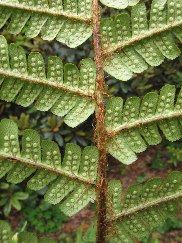 The sori are the greenish dots that are covered with an indusium