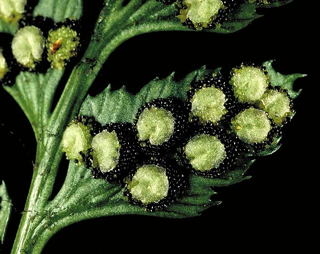 Here we see the slightly shrunken indusium, and the sporangia