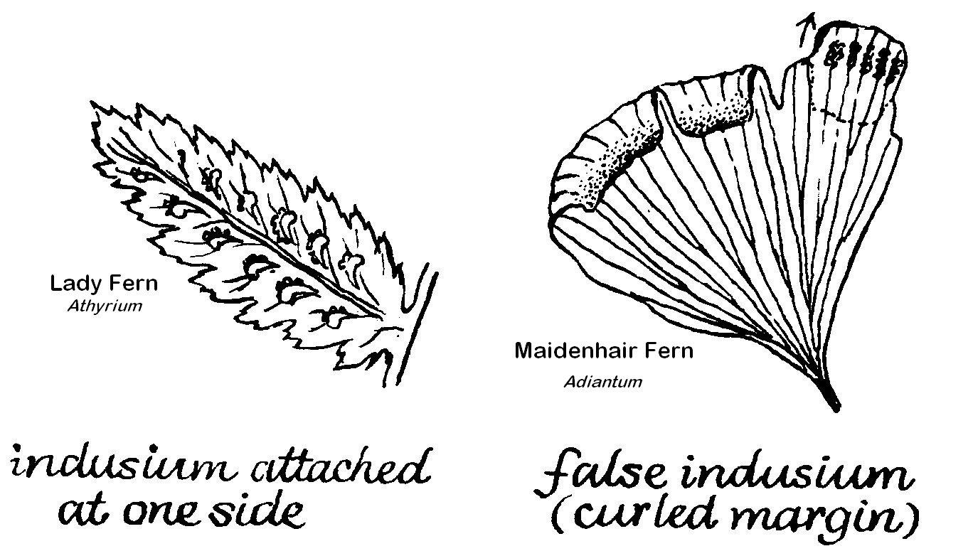 Shapes of Indiusia
