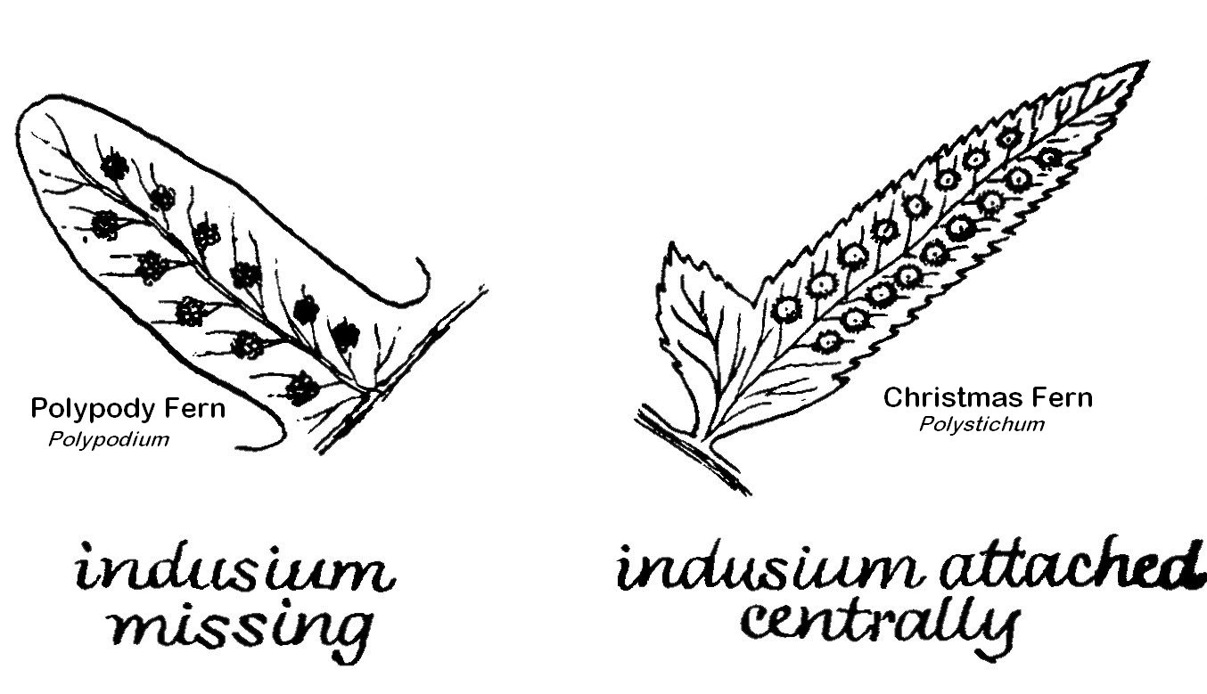 Shapes of Indiusia