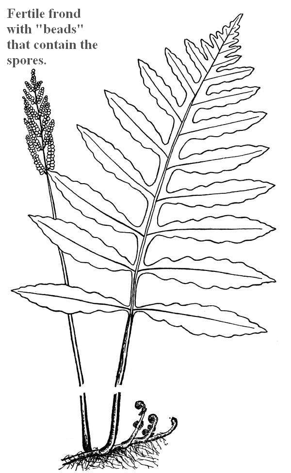 Onoclea sensibilis - Bead (Sensitive)fern