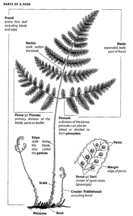 Part of a Fern