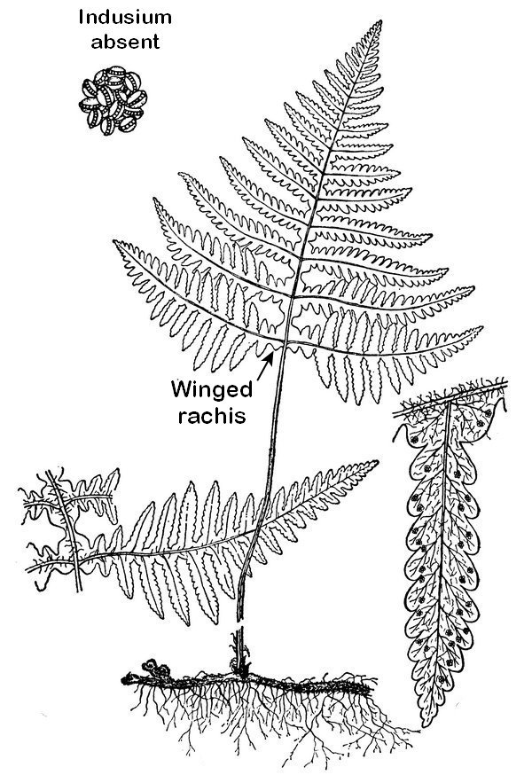 Phegopteris hexagonoptera - Broad Beech fern