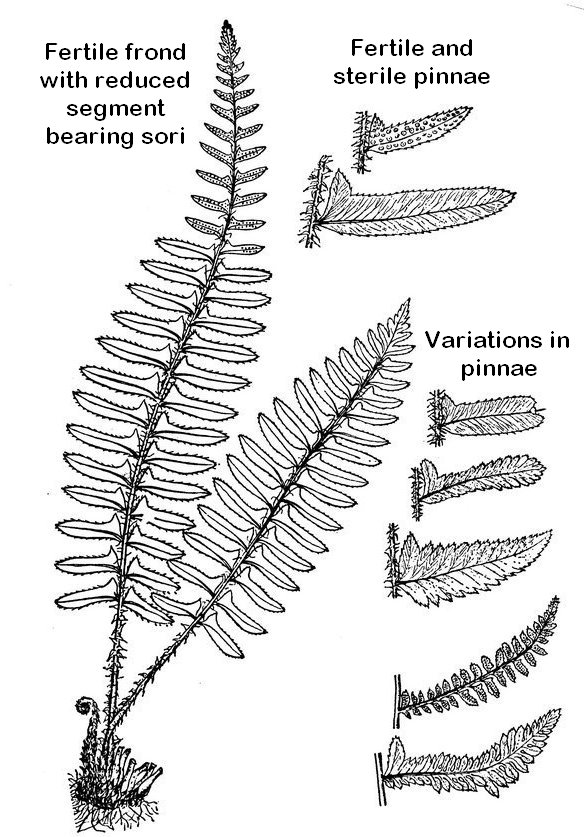 Polystichum acrostichoides - Christmas fern