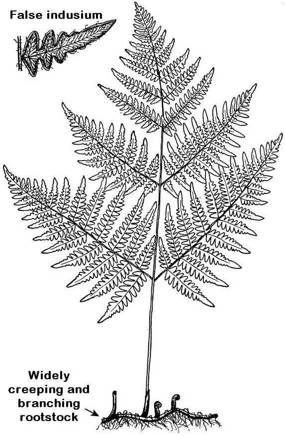 Bracken Fern
