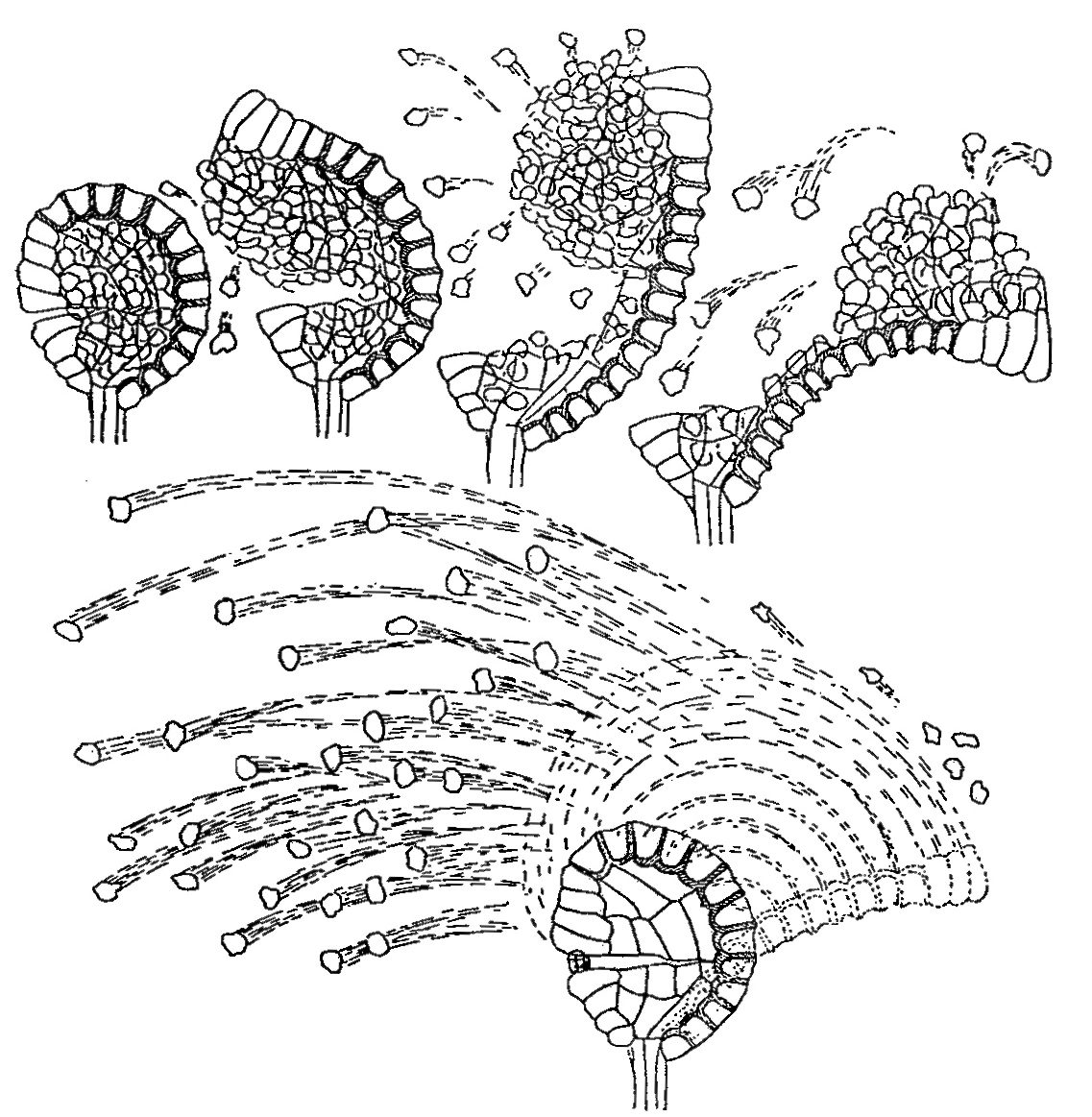 The fern sporangium: a unique catapult